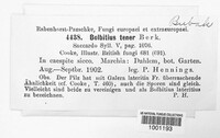 Image of Conocybe apala